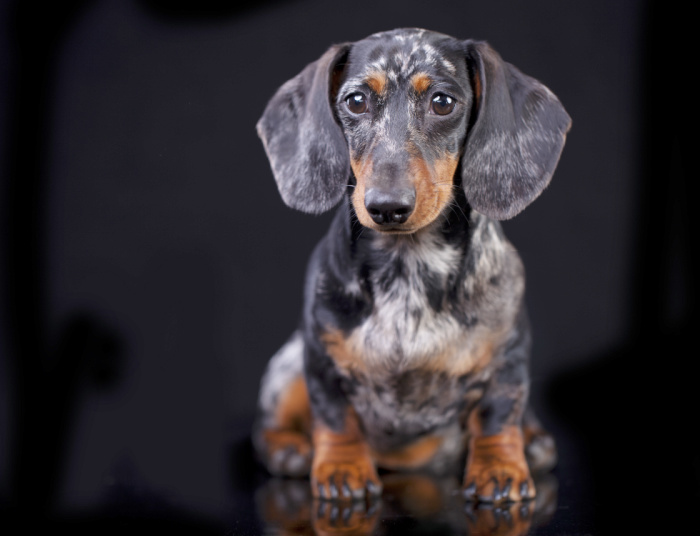 dachshund with a brindle coat
