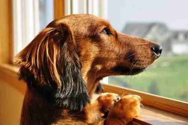 A dachshund is looking out the window.