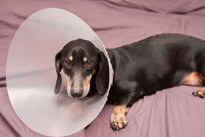 An elderly dachshund is lying with an e-collar around his neck An elderly dachshund is lying with an e-collar around his neck