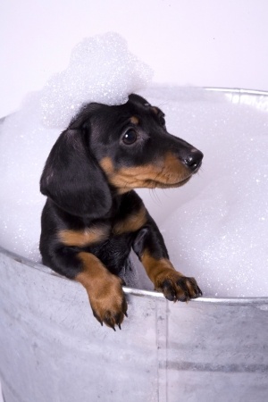The Dachshund Gets a Bath Grooming the Dachshund