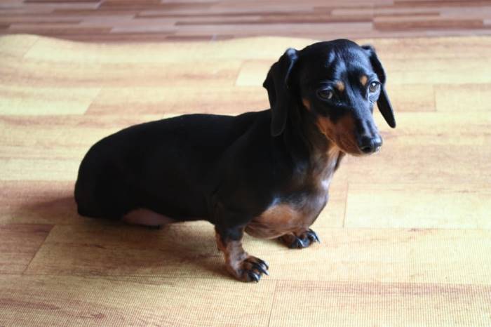 A smooth-coated dachshund is shown with some joint discomfort.