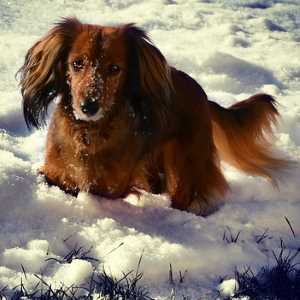 Long Haired Dachshund in the Snow