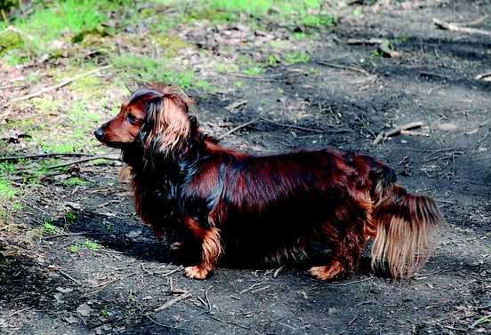 Dachshund