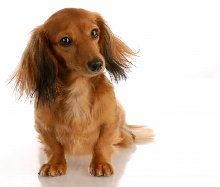 A Dachshund would make a good therapy pet
