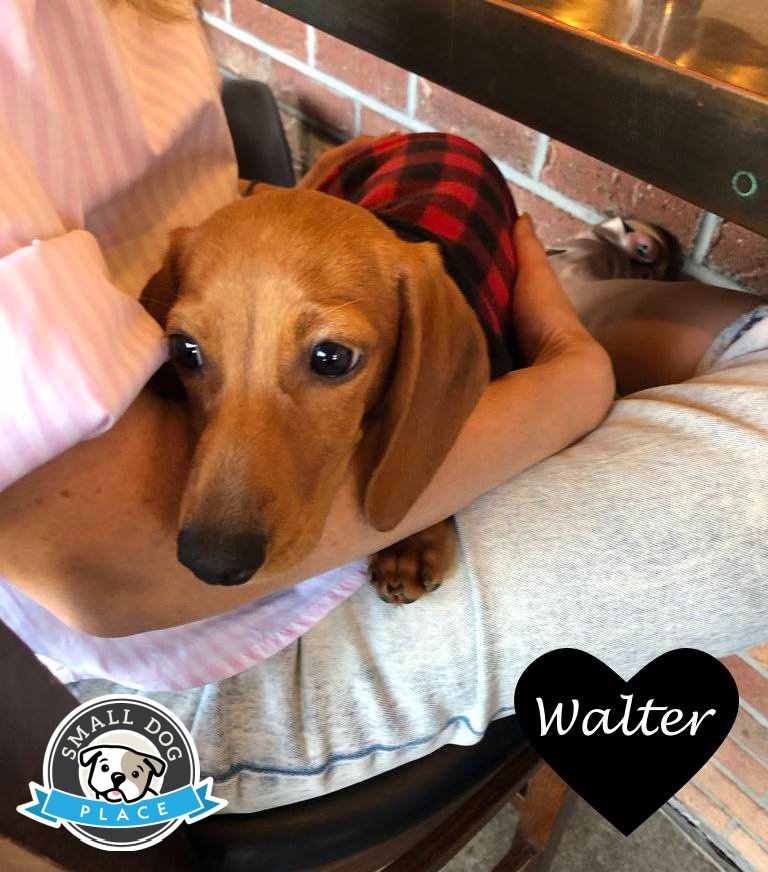 Miniature Dachshund Puppy Miniature Dachshund Puppy