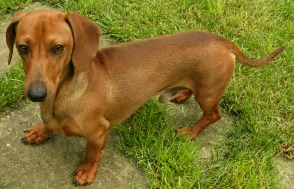Dachshund Dog Breed Dachshund