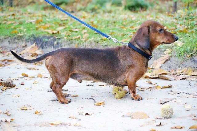 A Dachshund on a leash is ready for a walk.