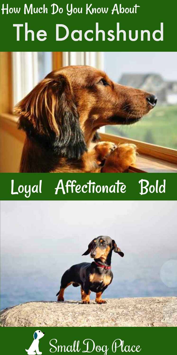 Dachshund Dog Breed Profile Dachshund Dog Breed Profile