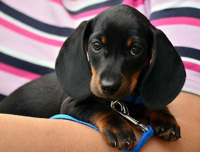 Long haired Dachshund