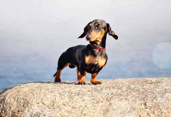small dog breeds that never grow