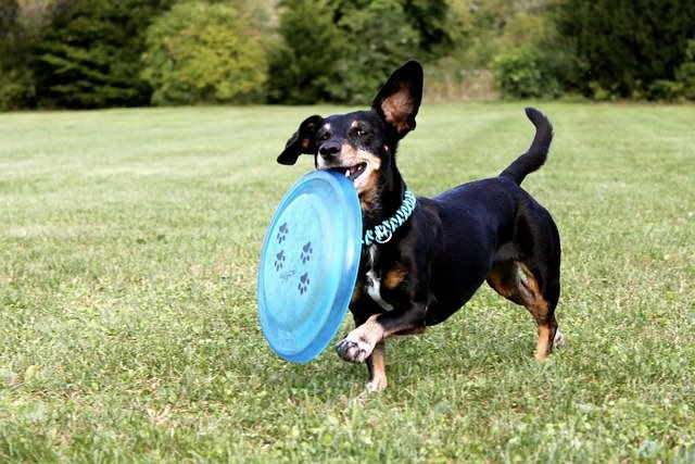 A small dog is playing in the grass with a frisbee