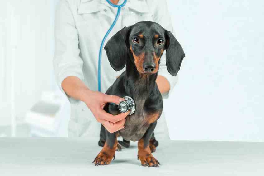 Dachshund Dog Breed: Health Issues Health Concerns of the Dachshund