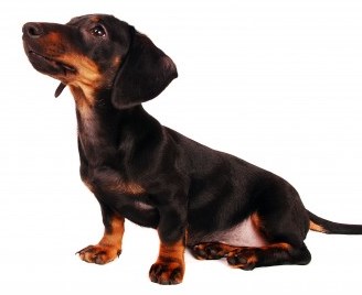 Puppy Socialization Dachshund