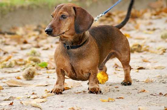 This badger hound can live as long as 15 years.