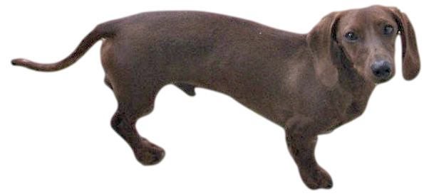 Dachshund Personality Dachshund Personality