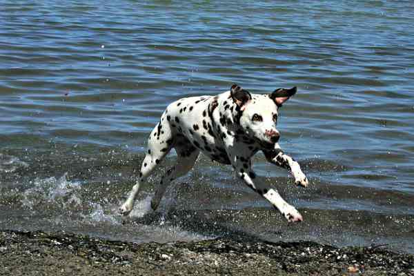 Dalmatian Dalmatian