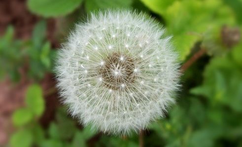 Inhaling a Foreign particle: Dandelion seeds. A dandelion that has gone to see can spread particles that can be inhaled.