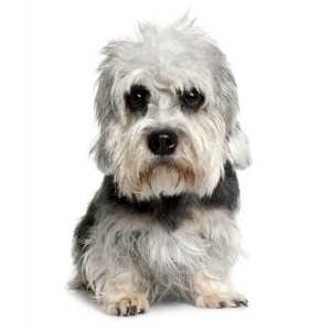Dandie Dinmont Terrier