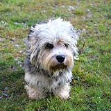 Dandie Dinmont Terrier