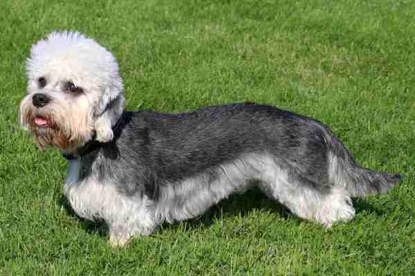 Dandie Dinmont Terrier
