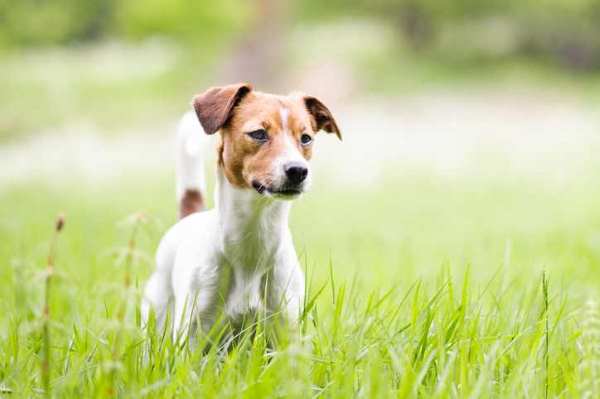 Danish-Swedish Farmdog