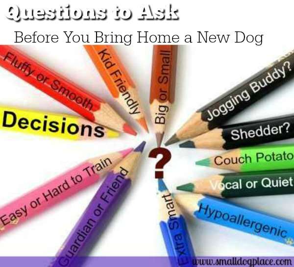 Decision-Making before Choosing a new dog or puppy Small Dogs: An Introduction Decisions that you should make before bringing home that new dog.