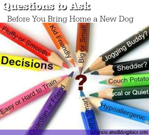 Small Dogs:  An Introduction  Decisions that you should make before bringing home that new dog.