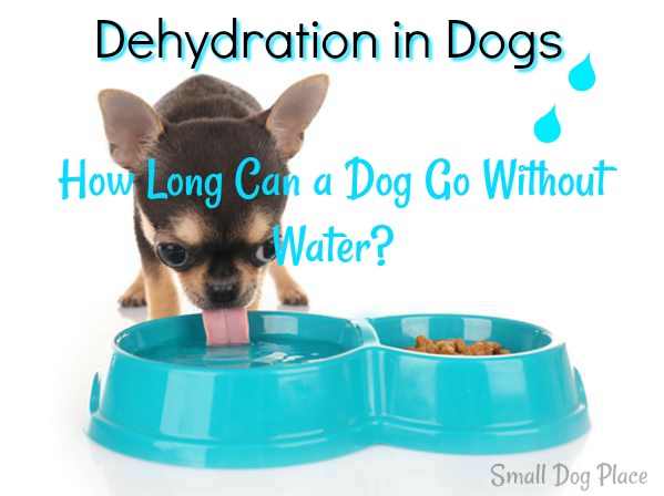 Dehydration in Dogs:  A dog is drinking fro a dog bowl.