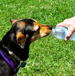 Protect your dog from Dehydration