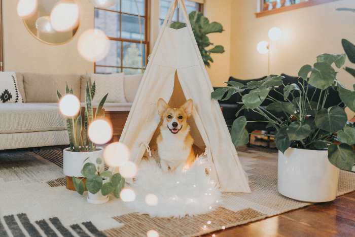 A small dog is sitting inside a tent designed for dogs