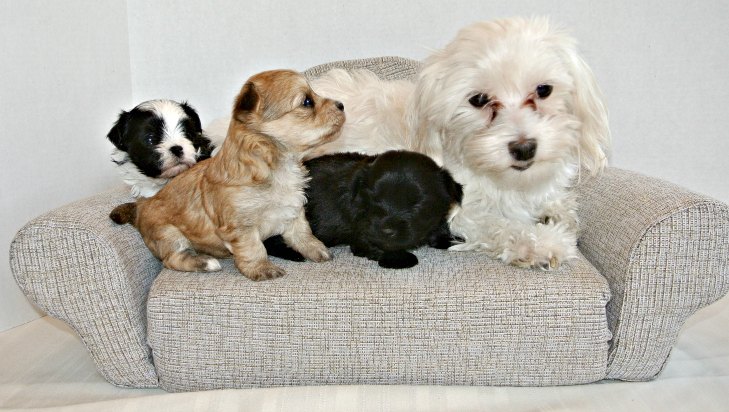 A family of Mal-Shi Pups and Mom