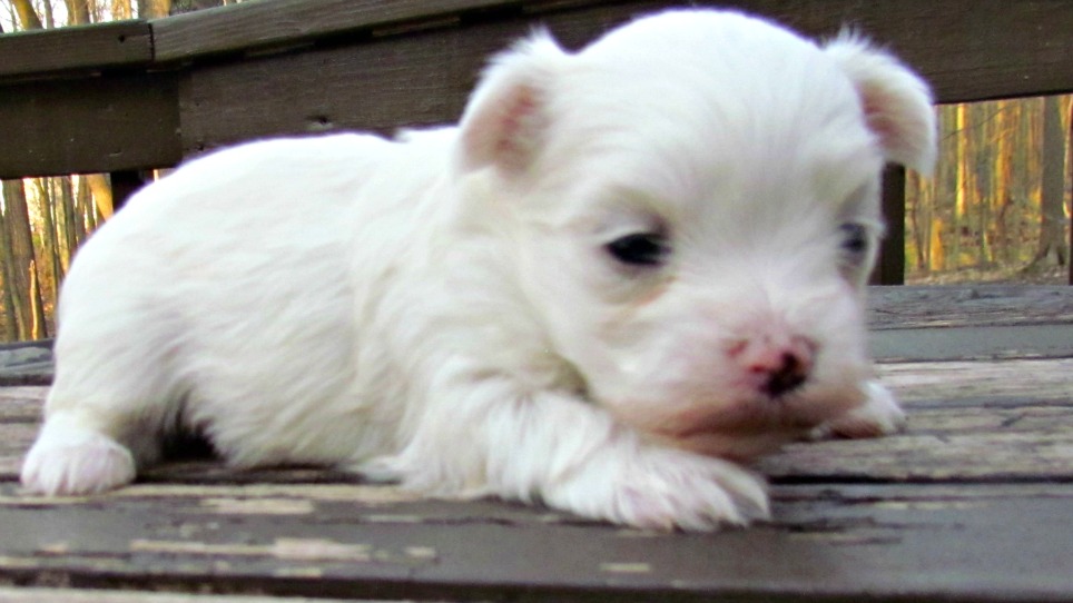 Pequeño perro de diseño maltés