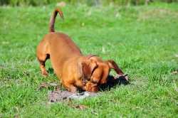 Tips for Building a Dog-Friendly Garden with the link to an article.