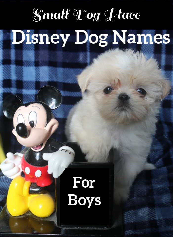 Disney Dog Names for Boys
