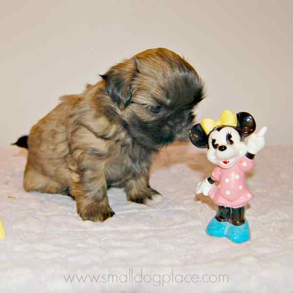 Disney Dog Names For Girls For All You Mickey Fans
