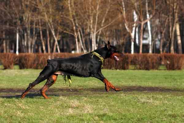 Doberman Pinscher