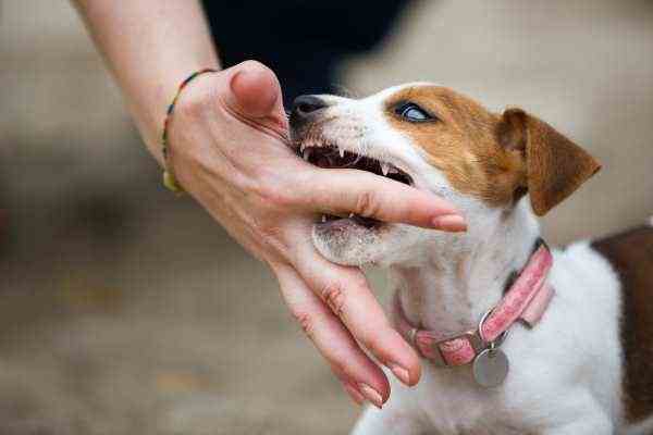 Dog Adolescence:  Biting may become a problem during the stage of adolescence.