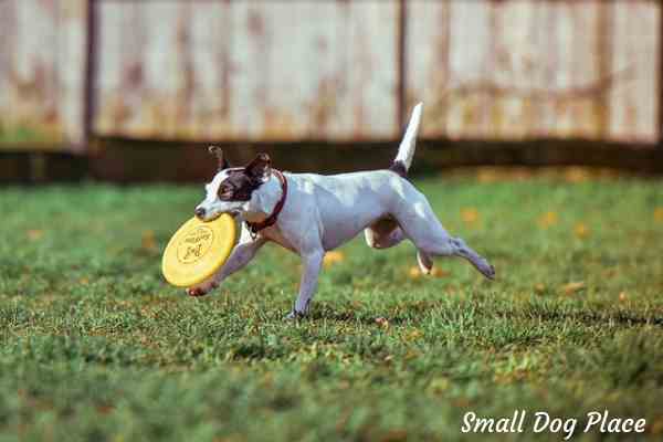 Exercise is vital for your teenage dog.