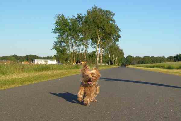 Dog Adolescence:  Independence Becomes an overwhelming goal.