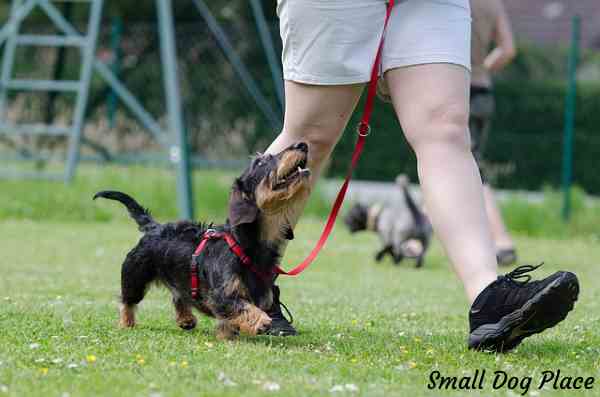 An adult obedience class is recommended during doggie adolescence.