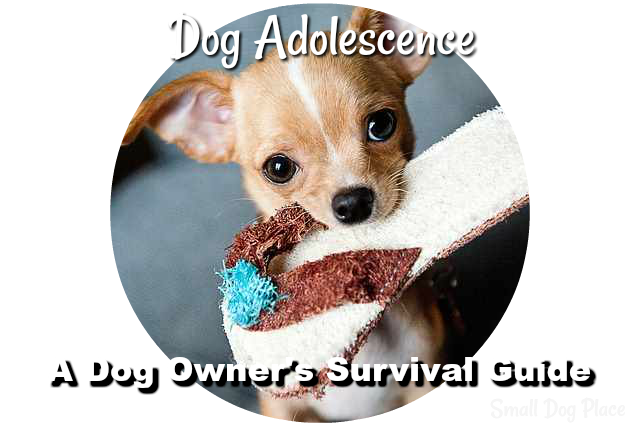 Dog Adolescence:  A Dog Owner's Survival Guide