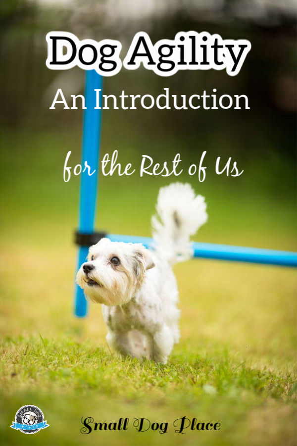 Dog Agility: An Introduction for the Rest of Us Pin Dog Agility: An Introduction for the Rest of Us Pin