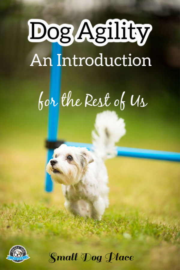 Dog Agility:  An Introduction for the Rest of Us Pin