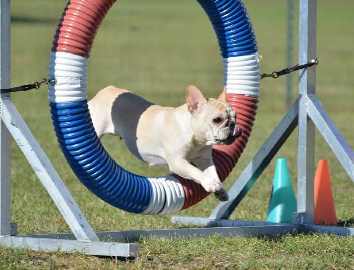 A French Bulldog is participating in agility by jumping through a ring.