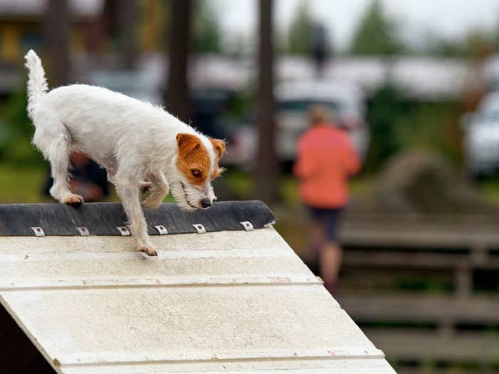A wire fox terrier is participating in agility on a teeter toter