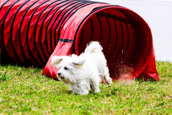 This little white dog has just come out of a long tunnel during dog agility training.
