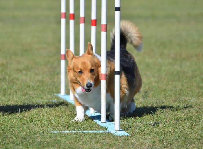 A Corgi is weaving around poles in an agility training