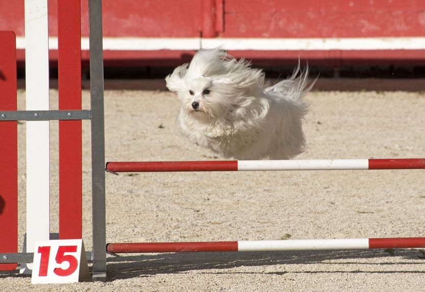A small White Maltese is showing how high he can jump during agility training.