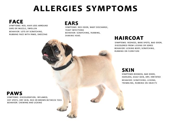 what are symptoms of dog allergies