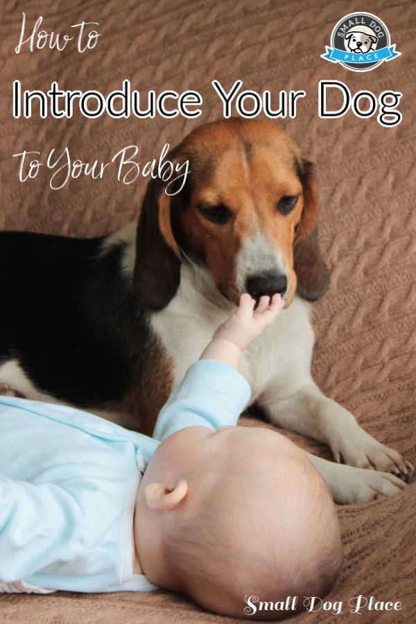 Newborn baby shown with a beagle.
